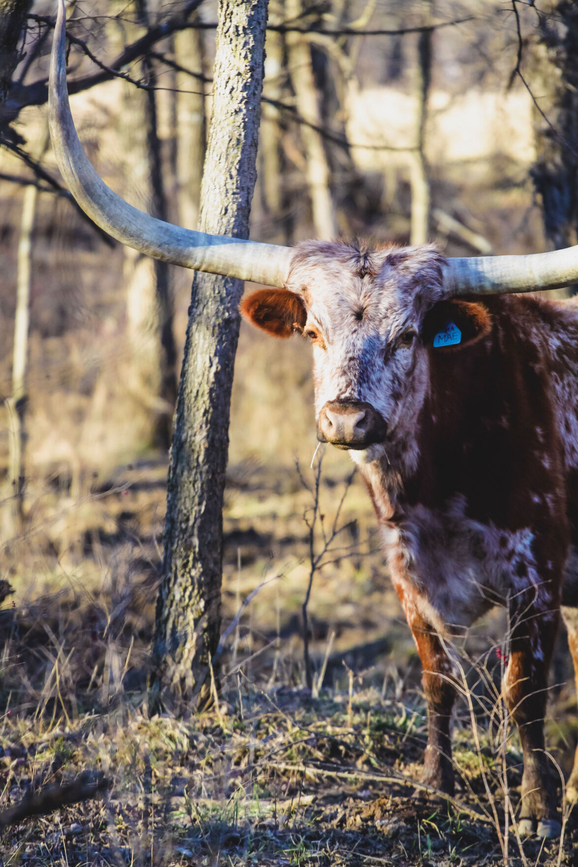 CedarView Ranch Longhorn